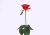 sj070_small.jpg