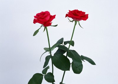 sj072.jpg