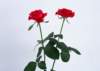 sj072_small.jpg