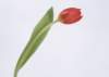 sj074_small.jpg