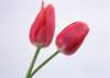 sj078_small.jpg