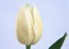 sj081_small.jpg