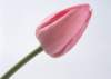 sj082_small.jpg