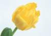 sj083_small.jpg