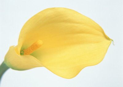 sj086.jpg