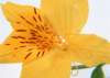 sj091_small.jpg
