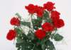 sj117_small.jpg