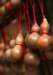 cr081_small.jpg