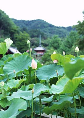 cu050.jpg