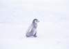 cy017_small.jpg