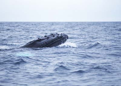 cy181.jpg