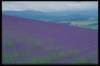 img0004pcd_small.jpg