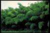 img0026pcd_small.jpg