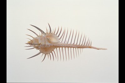 img0001pcd.jpg
