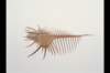 img0002pcd_small.jpg