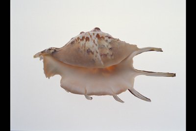 img0003pcd.jpg