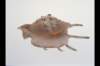 img0003pcd_small.jpg