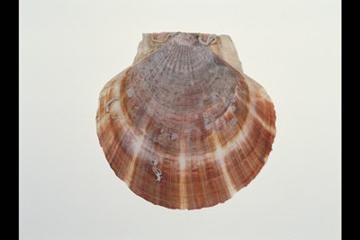 img0009pcd.jpg