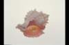 img0010pcd_small.jpg