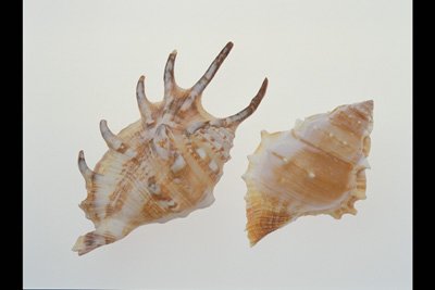 img0013pcd.jpg