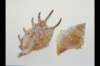 img0013pcd_small.jpg
