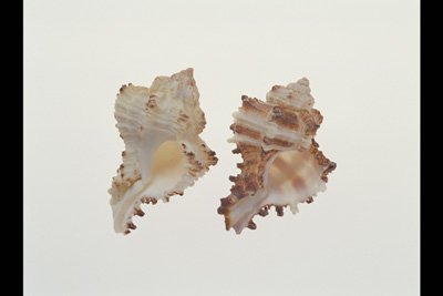 img0016pcd.jpg
