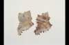 img0016pcd_small.jpg