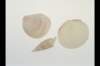 img0018pcd_small.jpg