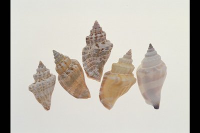 img0025pcd.jpg