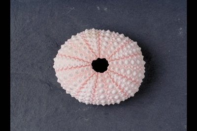 img0028pcd.jpg