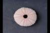img0028pcd_small.jpg