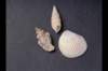 img0029pcd_small.jpg