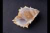 img0032pcd_small.jpg