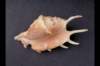 img0034pcd_small.jpg