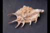 img0035pcd_small.jpg