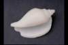 img0036pcd_small.jpg
