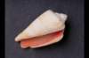 img0037pcd_small.jpg