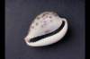 img0038pcd_small.jpg