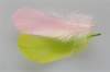 img0076pcd_small.jpg