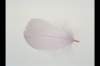 img0078pcd_small.jpg