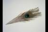 img0082pcd_small.jpg