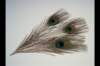 img0084pcd_small.jpg