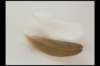 img0087pcd_small.jpg