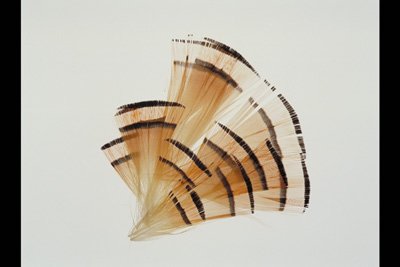 img0089pcd.jpg