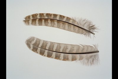 img0090pcd.jpg