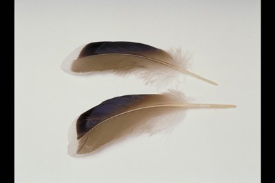 img0092pcd.jpg