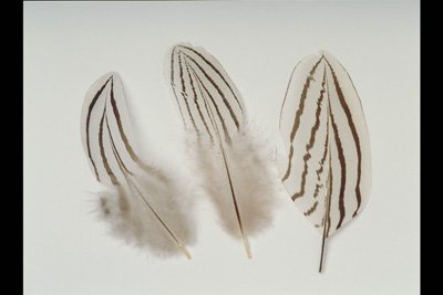 img0093pcd.jpg
