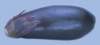 c003053_small.jpg