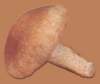 c003063_small.jpg
