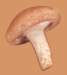 c003064_small.jpg